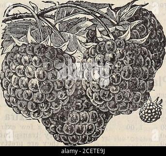 . 1906 annual catalogue / Otto Schwill & Co. Brandywine strawberry.. Stock Photo