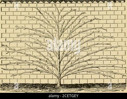 . The pruning-book; a monograph of the pruning and training of plants as applied to American conditions. 7w,ri*y 241. Old apple espalier in New York. a dwarf pear trained in fan-shape on a wall inEngland. Fig. 244 is a pear tree covering the. 242. Wall-trained apricot of palmette form. south front of a cottage in southern Bavaria.The photograph was taken in August, and the 374 SOME SPECIFIC MODES OP TRAINING seasons growths are seen projecting beyond theroof-line. TREES AND BUSHES IN POTS Many fruit trees are successfully grown in potsor boxes, being used either for forcing purposesor for frui Stock Photo
