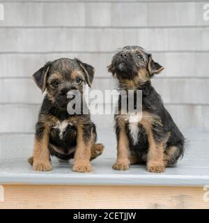 Two black and tan border terrier puppies. Stock Photo