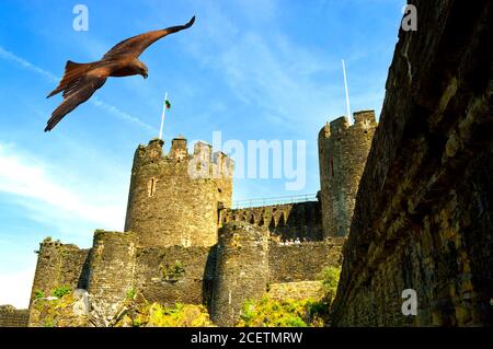 Common Buzzard Latin name Buteo buteo flying over the historical Conwy Castle in North Wales Stock Photo