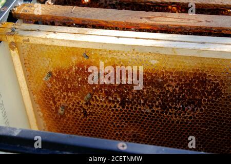 Honeycomb inside a beehive with bees. Stock Photo