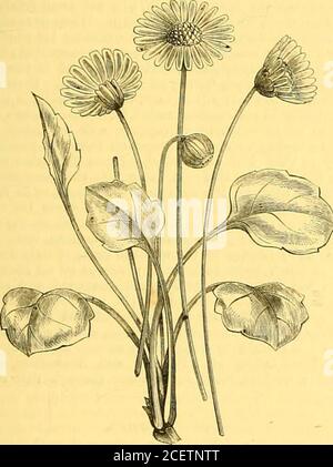 . The Garden : an illustrated weekly journal of gardening in all its branches. be judgedfrom cut flowers, appears to bo quite an acquisition for the flowergarden. With the Zinnias came two forms of garden Beet withcoloured foliage, not of any special merit. The best had the leavessmooth and of a glossy somewhat liver-coloured red ; the other hadthe leaves rough and of a dull purplish hue. A BLUE DAISY. To our ordinary Daisies, now so much used for spring decoration,this will prove a valuable addition. It is described as being one ofthe commonest of spring flowers in different parts of Morocco, Stock Photo