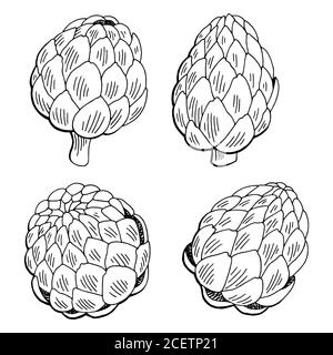 Artichoke plant graphic black white isolated sketch illustration vector Stock Vector