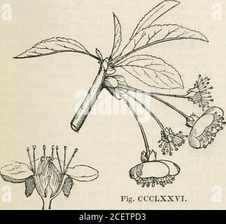 . The vegetable kingdom : or, The structure, classification, and uses of plants, illustrated upon the natural system. bizzia, Durazz.Zygia, R. Br.Calliandra, Benth.Pithecolobium, Mart,Enterolobium, Mart.Serianthes, Benth.Inga, WiUd.Aifonsea, St. Hil. Numbers estimated by Mr. Bentham, May, 1845. Papilionacese Gen. . Sp. Podalyriese 33 . .350 Loteae 133 .. 3000 Hedysareae 62 . . 500 Phaseolese 70 . . 650 Dalbergieae 41 . . 250 Sophoreae 21 . .50 Csesalpiniese 88 . , . 700 Mimosese 29 . . 1000 467? Moringacece.Position.—Rosacese.—Fabace^.—Chrysobalanacese. 6500 ROSALES.] DRUPACE^. 557 Order CCX. Stock Photo