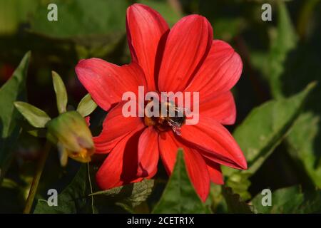 honey bee on dahlia flower in the evening light Stock Photo
