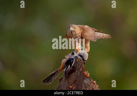 black shouldered kite, shikra, falcon, eagle, osprey , kestrel and other birds of prey in Pakistan