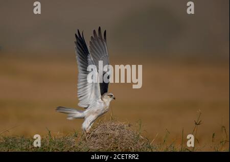 black shouldered kite, shikra, falcon, eagle, osprey , kestrel and other birds of prey in Pakistan