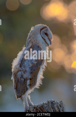 barn owl , scoops owl , dusky eagle owl, long eared owl, and spotted owlets in Pakistan Stock Photo