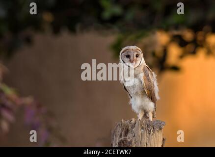 barn owl , scoops owl , dusky eagle owl, long eared owl, and spotted owlets in Pakistan Stock Photo