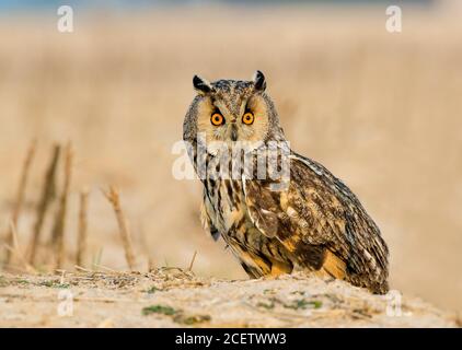 barn owl , scoops owl , dusky eagle owl, long eared owl, and spotted owlets in Pakistan Stock Photo