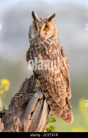 barn owl , scoops owl , dusky eagle owl, long eared owl, and spotted owlets in Pakistan Stock Photo