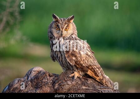 barn owl , scoops owl , dusky eagle owl, long eared owl, and spotted owlets in Pakistan Stock Photo