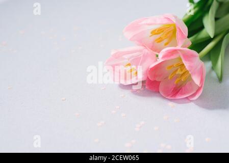 Bouquet of pink Tulip flowers, design concept. Mother's day - a beautiful soft pink bouquet, on a blue pastel background with pink confetti, copy spac Stock Photo