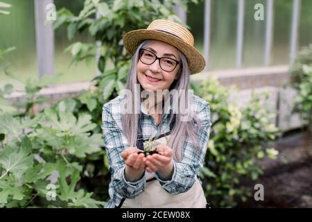 Close up of smiling charming senior woman gardener in straw hat, shirt and apron, holding young plant succulent in soil in her hands. Elderly lady Stock Photo