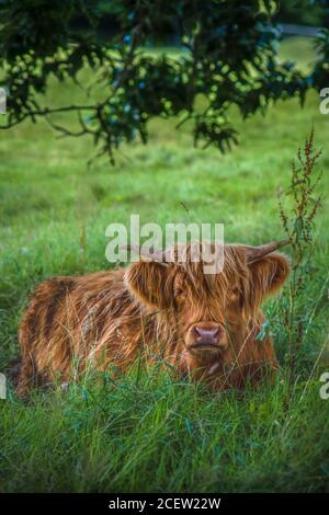 Scottish Highland cattle in a lush pasture in New Zealand Stock Photo ...