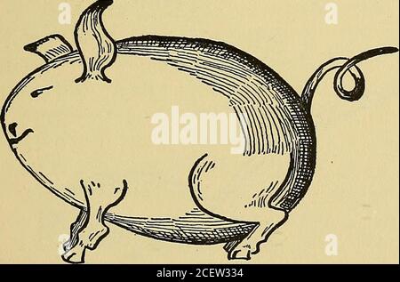 . Things worth doing and how to do them. Fig. Si i.—Just like a real turtle. a little and the tail down, also bend all the feet down and theresult will be a queer little Easter turtle able to stand alone (Fig- 5). Now for the Funny Little Pig (Fig. 512). Select a good-sized white egg and blow out its con-tents in this way: carefully bore a hole at each end of the egg,enlarging them only sufficiently to enable you to send its con-tents out of one end by blowing in the hole at the other end ofthe egg; this done, cut from strong, stiff paper or cardboard dia-. Fig. 512.—Such a ridiculous little p Stock Photo