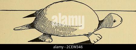 . Things worth doing and how to do them. Fig. 500.—The turtle without his shell. Easier Cards and Gifts 367. Fig. Si i.—Just like a real turtle. a little and the tail down, also bend all the feet down and theresult will be a queer little Easter turtle able to stand alone (Fig- 5). Now for the Funny Little Pig (Fig. 512). Select a good-sized white egg and blow out its con-tents in this way: carefully bore a hole at each end of the egg,enlarging them only sufficiently to enable you to send its con-tents out of one end by blowing in the hole at the other end ofthe egg; this done, cut from strong, Stock Photo