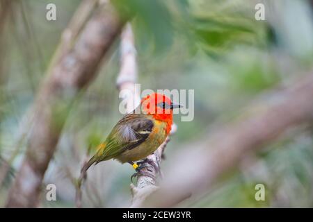 Mauritius Fody bird, Foudia Rubra, with red feathers on Ile Aux Aigrettes coral island nature reserve in Mauritius Stock Photo