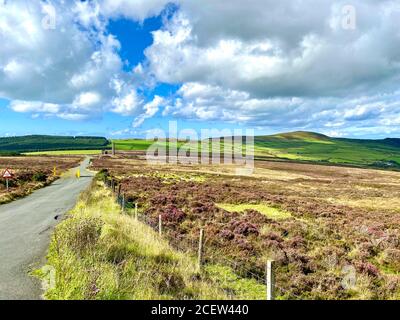 Heather flowering in autumn on moorland in the Isle of Man Stock Photo