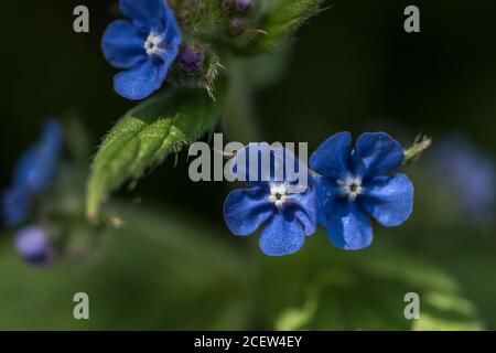 The pretty blue flowers of the Green Alkanet plant. Pentaglottis sempervirens. Stock Photo