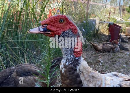 Domesticated animals. Portrait of muscovy mute duck Cairina moschata, out of focus natural background Stock Photo