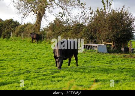 Black cow (native Aberdeen Angus) eating the grass in a cow cattle field in Pwllheli, North Wales Stock Photo