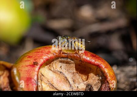 Yellow jacket wasp eating apple that has fallen from the tree and rotting. Late summer, wasps forage for themselves choosing sweet foods and fruit Stock Photo