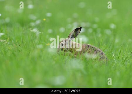 Brown hare eats spring grass on the meadow Stock Photo