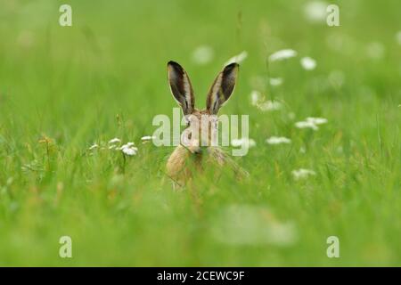 Brown hare eats spring grass on the meadow Stock Photo