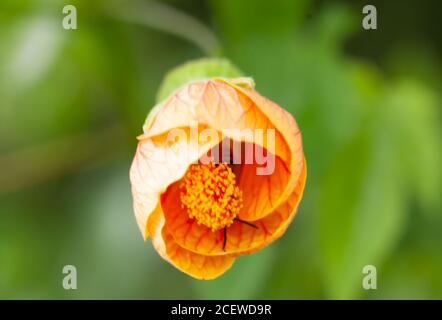 Close-up of peachy-orange closed Abutilon flowerhead / Orange Glow variety Stock Photo