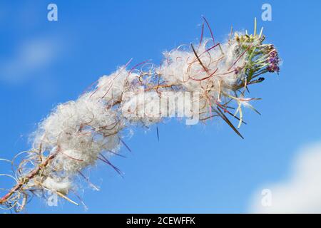 Great willowherb, against a blue sky, full of ripe seeds with long white hairs Stock Photo