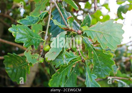 Small, green acorns (oaknuts) growing on an oak tree in Criccieth, North Wales Stock Photo