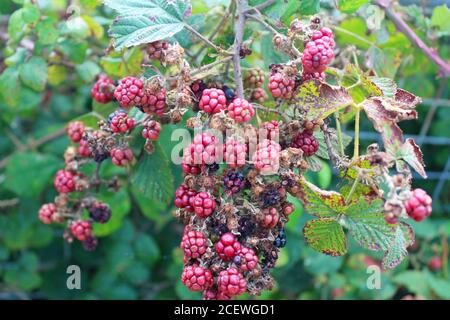 Dewberries on brambles growing in the wilderness in Criccieth, North Wales Stock Photo