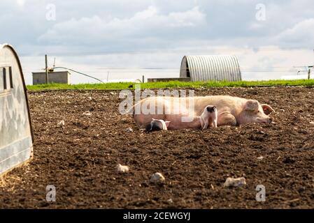 Piglets suckling on a sow on a pig farm in the South Downs National Park next to the South Downs Way near Steyning, West Sussex, UK Stock Photo