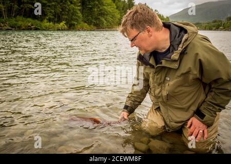 A fisherman releasing a sockeye salmon back into the Kitimat River, while wading, in British Columbia, Canada Stock Photo