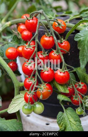 home-grown cherry tomatoes on the vine Stock Photo