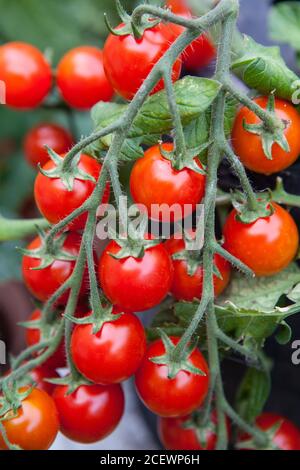 home-grown cherry tomatoes on the vine Stock Photo