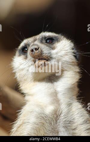 �����峾ä�ԲԳ����� Stock Photo