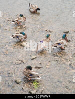 Group of mallard ducks wading in the shallow DuPage River water, with colorful plumage, in Naperville, Illinois Stock Photo