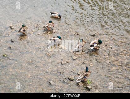 Group of mallard ducks wading in the shallow DuPage River water in Naperville, Illinois Stock Photo