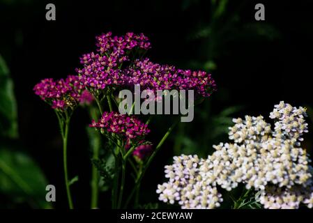 The flowers of a yarrow 'Cerise Queen' (Achillea millefolium 'Cerise Queen') Stock Photo