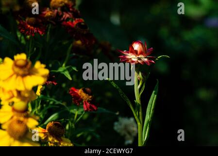 The opening flower bud of a Helichrysum everlasting flower Swiss giant mix (Xerochrysum bracteatum Swiss giant mix) Stock Photo
