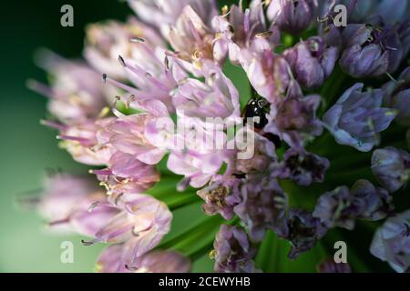 A ladybird (Coccinellidae) in the flower head of an Allium 'Summer Beauty' (Allium lusitanicum) Stock Photo