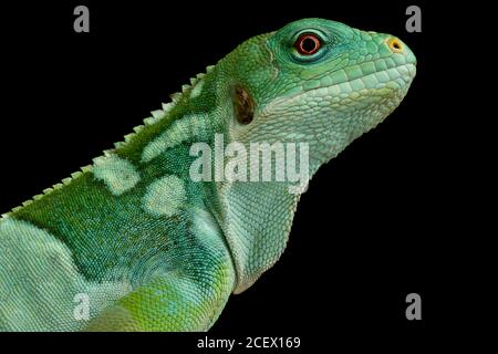 Lau banded iguana (Brachylophis fasciatus) Stock Photo