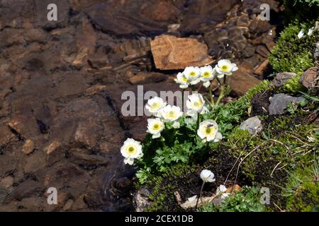 White Flowers of Ranunculus glacialis commonly known as glacier buttercup or glacier crowfoot with idyllic glacial lake water mirror surrounded by mou Stock Photo