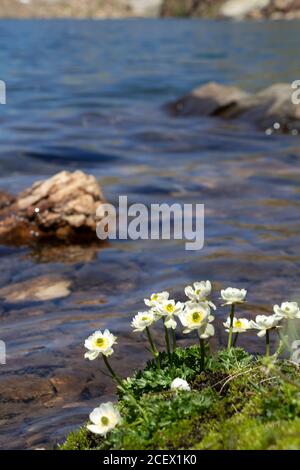 White Flowers of Ranunculus glacialis commonly known as glacier buttercup or glacier crowfoot with idyllic glacial lake water mirror surrounded by mou Stock Photo