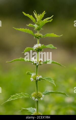Gypsywort (Lycopus europaeus), also called European bugleweed or water horehound, a flowering plant of wetlands, UK Stock Photo