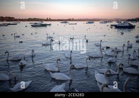 Belgrade, Serbia - A flock of swans swimming around anchored boats on the Danube River in Zemun Stock Photo