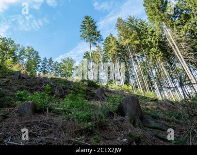 Forest dieback in Germany Pest infestation Stock Photo