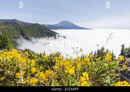 Scenic view of the Teide Volcano with clounds and vegetation in the foreground seen from Ayosa viewpoint in Tenerife Stock Photo